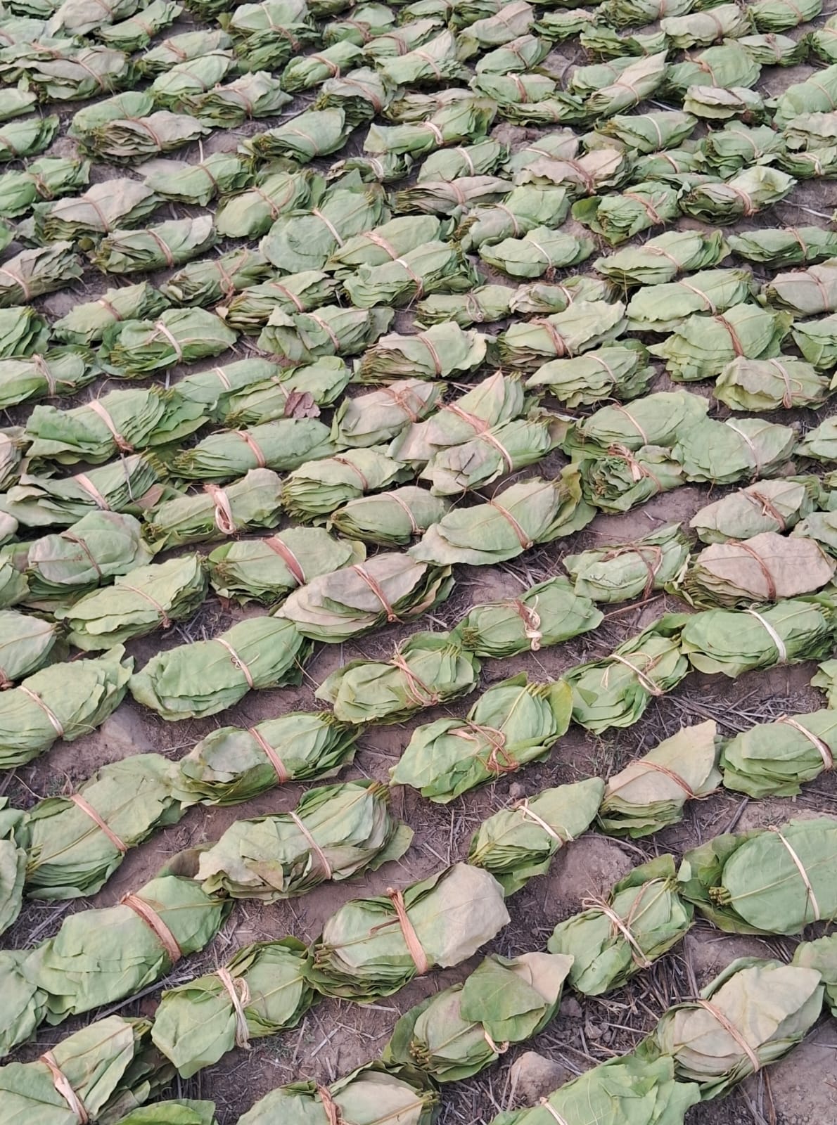CG Tendu Leaf Season 2026 अब तक 40.72 करोड़ रुपए हरे सोने कहे जाने वाले संग्राहकों के बैंक खातों में भुगतान 46 हजार से अधिक तेंदुपत्ता संग्राहकों को मिला लाभ